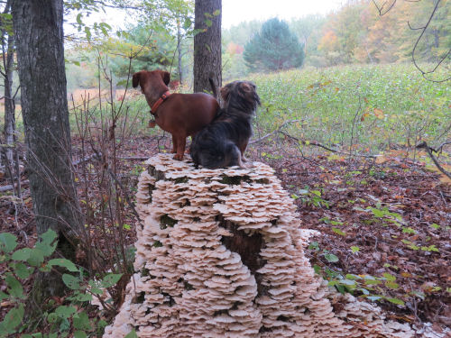 little dogs on a mushroom covered stump