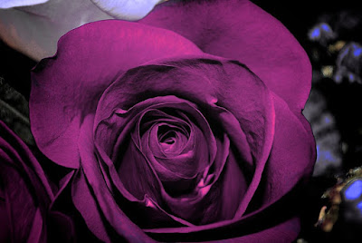 Deep purple rose close-up petals like velvet photography which introduces us into purple rose symbolism