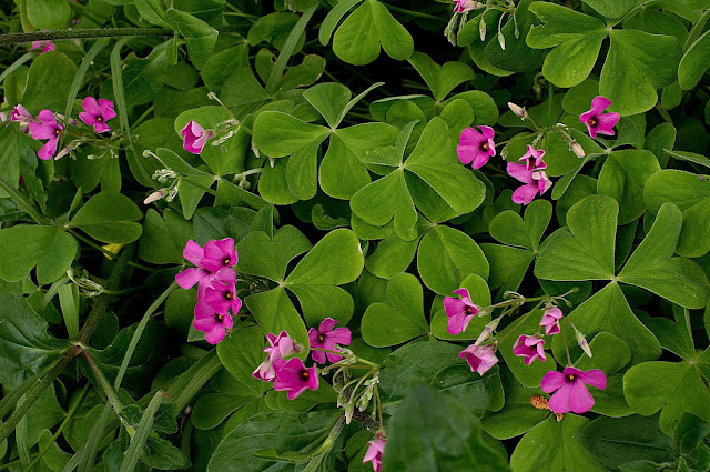 Кислица членистая (Oxalis articulata)