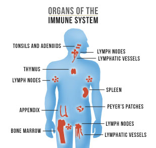 7 Signs of your immune system weakness