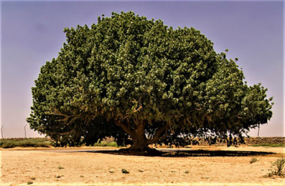 Pohon Sahabi di Yordania