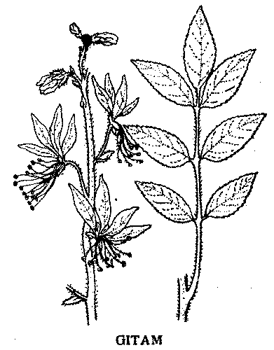 Gitam Planta de l'espècie Dictamnus albus, de tronc dret i senzill cobert de pèls glandulosos, fulles ovals, les inferiors imparipinnades i les superiors amb fulloles dentades, i amb flors blanques o rosades; és medicinal, usant-se en la farmacopea casolana per combatre el mal de ventre i com abortiva (or., occ., val.); cast. dictamo real, fresnillo.     Fon.: ʤitám (or., occ., val.); ʧitám (val. apitxat).     Sinòn.: llatimó, cabruna, freixinel la.     Etim.: del llatí dĭctamnus, mat. sign.