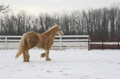 world's beautiful horses