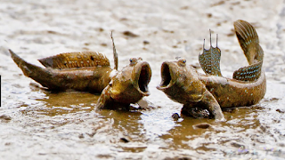 Ikan glodok 