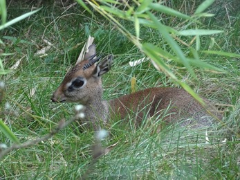 2017.08.26-041 dik-dik de Kirk