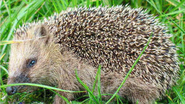 Hedgehogs | A unique spiny creature