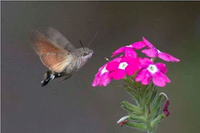 Hummingbird Hawk-Moth - Sekitar Dunia Unik