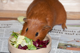 Guinea pig in food