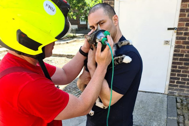 Pet oxygen mask use for the first time in London house fire by firefighters