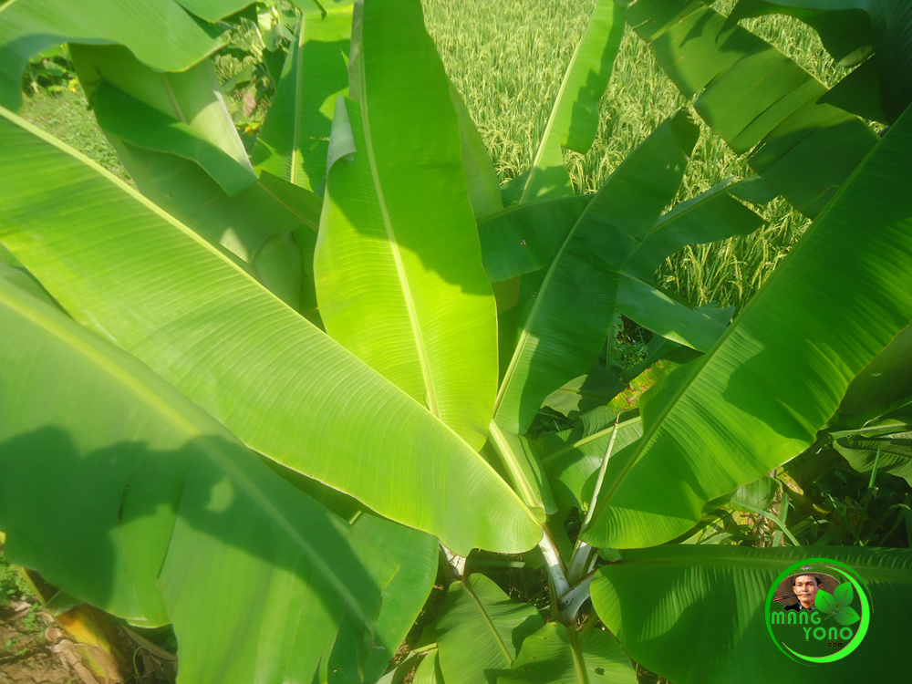 Manfaat daun pisang 