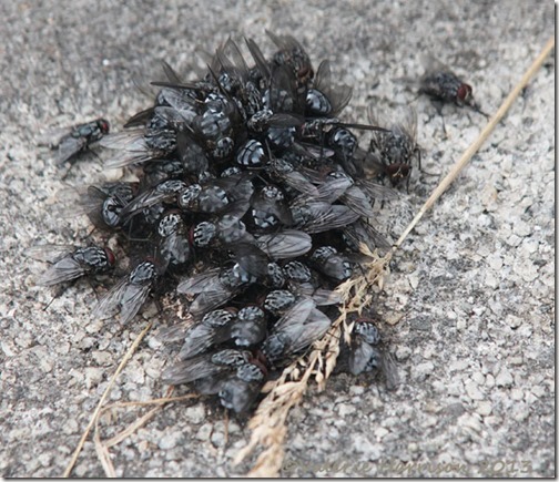 67-flies-on-shit