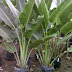 Jual pohon pisang kipas (revenala madagascariensis) | supplier tanaman pelindung