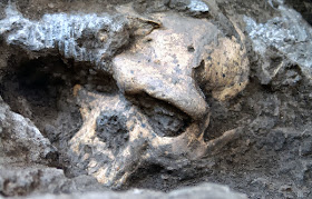Skull fossil suggests lineage