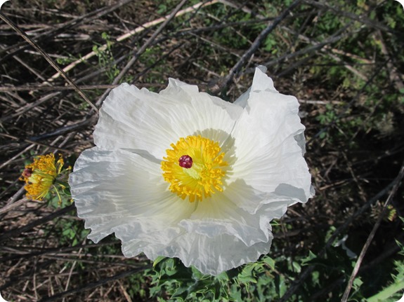 3 Argemone albiflora White Prickly-Poppy Flower