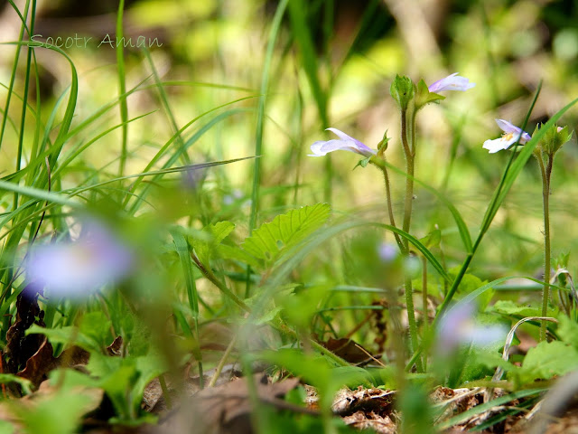 Mazus miquelii