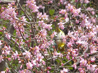 オカメ桜でメジロちゃんが宙返りをする。