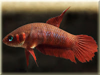 Wine Red Fighting Betta Fish Pictures