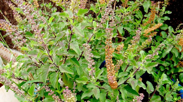 Medicine Use of Basil Seeds