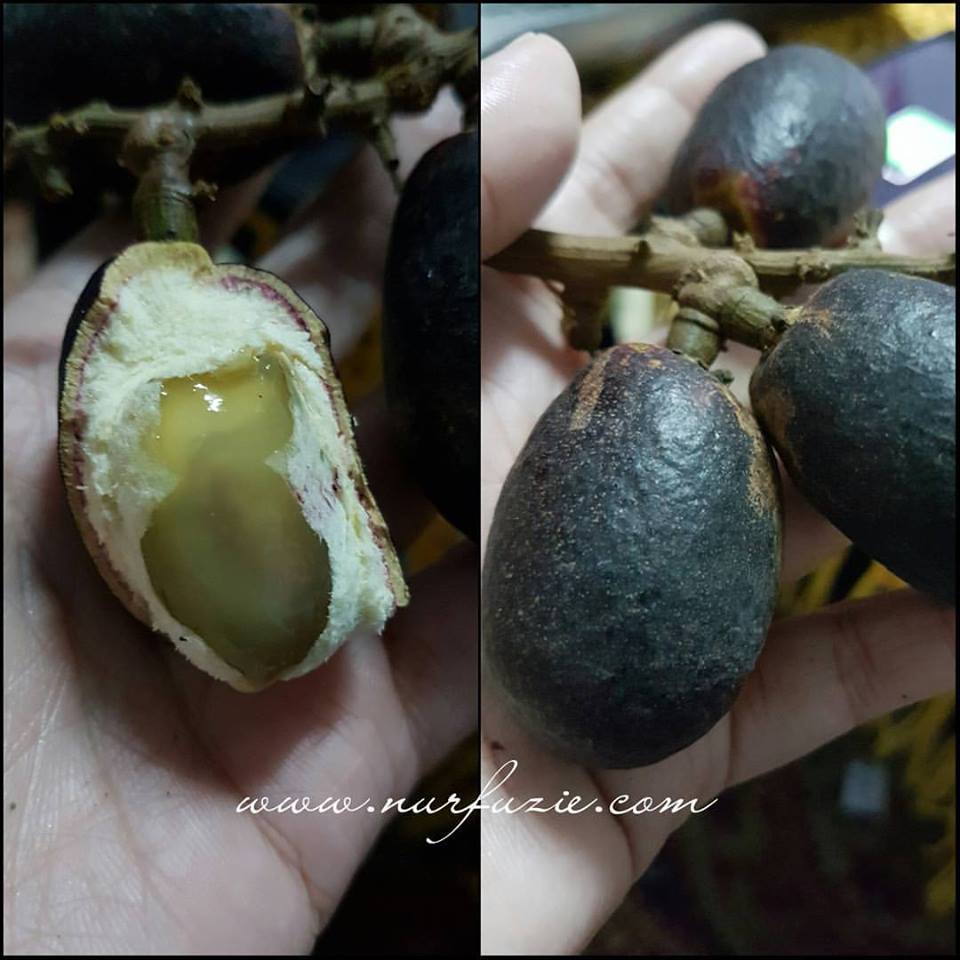 Rasa Seperti Buah Mata Kucing Tapi Bukan Ia  Eintan Nurfuzie 