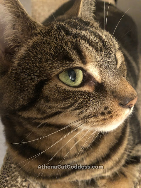 tabby cat profile gazing up