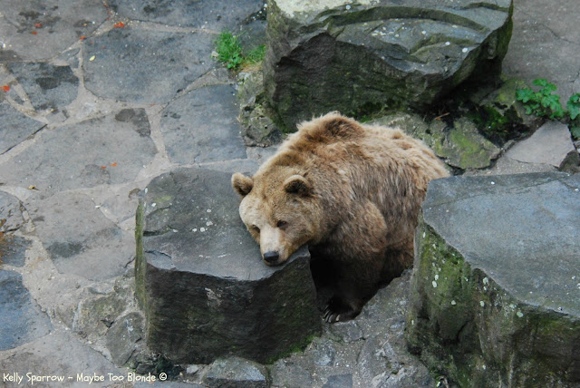 Bears at Cesky Krumlov castle