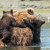 THESE BEAR CUBS WERE LEFT STRANDED BY THEIR MOTHER IN MIDDLE OF A LAKE, WHAT FOLLOWED NEXT WAS UTTERLY SURPRISING!