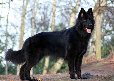 German Shepherd