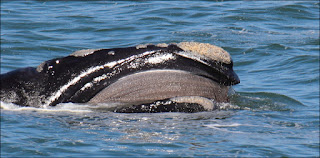 southern right whales