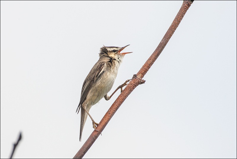 Willow Warbler singing