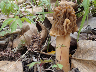 grzyby 2017, grzyby wiosenne, grzyby w kwietniu, grzyby pod topolami, Verpa bohemica naparstniczka czeska, Tremella mesenterica trzęsak pomarańczowożółty, kisielnica kędzierzawa-Exidia-plana