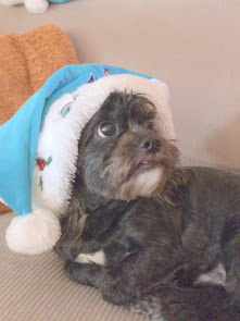 Bogie (Now Lucky) seeks adventure