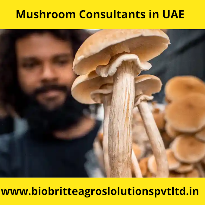 Mushroom consultants in Dubai | Mushroom consultants in UAE | Mushroom farm in Dubai