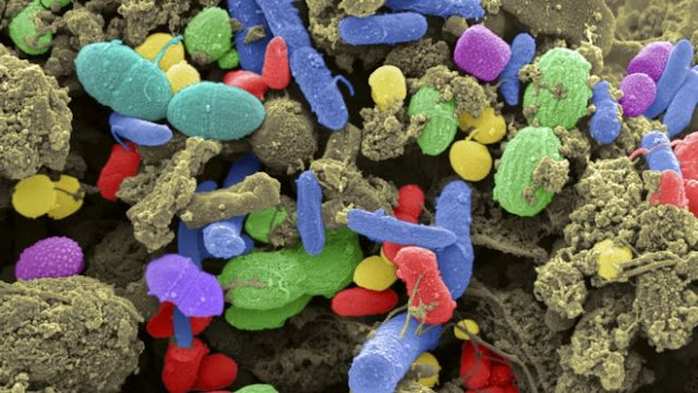 Bacteria in Faeces