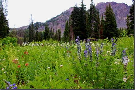 IMG_7324 - Copy