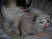 Chatons à 18 jours