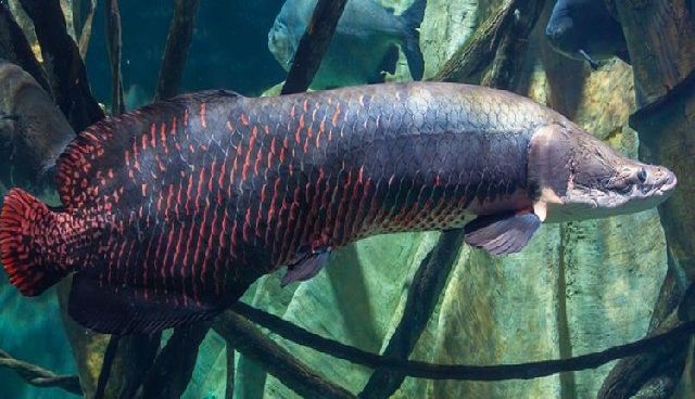  Gambar Ikan Arapaima  Gigas Terbesar Berbahaya dapat Makan 