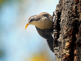 Indian_scimitar_babbler in Coorg 