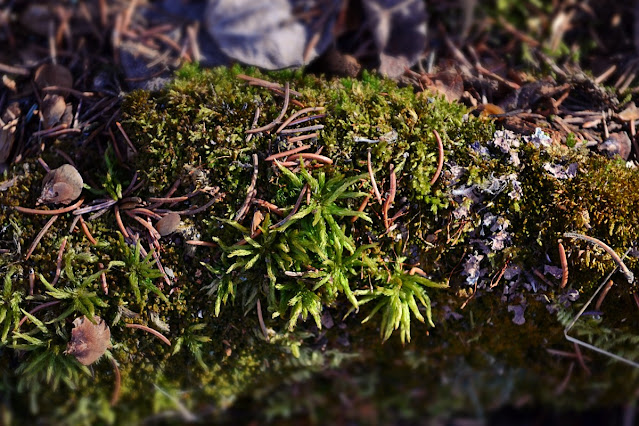 Woodland spring moss; Spring Equinox, Alberta cohanmagazine.blogspot.com