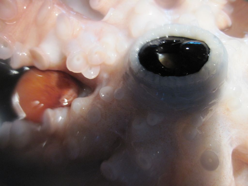 Bio Geo Nerd: Giant Pacific Octopus Beak