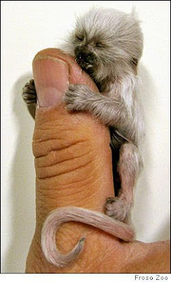 Finger Monkey Seen On www.coolpicturegallery.us