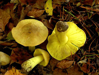 Seta de los caballeros - Tricholoma equestre