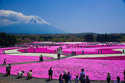  Festival Gunung Fuji Shibazakura di Jepang