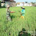 Babinsa Koramil 0815/08 Dawarblandong Dampingi Petani Merawat Tanaman Padi