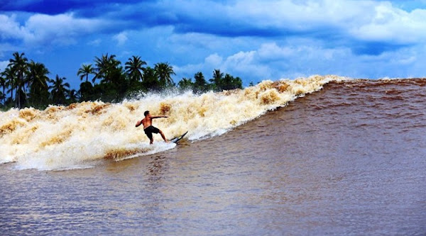 SAFAHAD - Jika umumnya olahraga selancar dilakukan di atas ombak laut, ada yang unik di wilayah Riau. Di Riau, para peselancar tidak melakukan surfing di laut, melainkan di sungai.