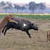 lions Vs buffalo
