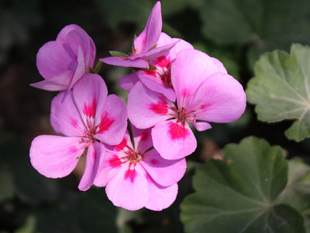 Paisajes con flores naturales Fotografias y fotos para  - imagenes de flores naturales