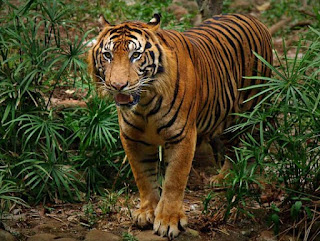 Puluhan Contoh Hewan Terlangka di Indonesia Lengkap Dengan Penjelasannya