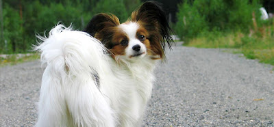 Papillon