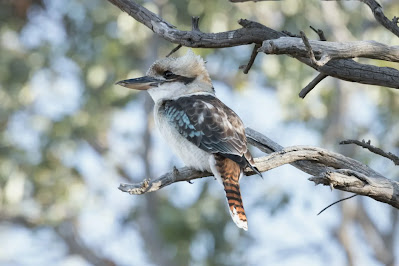 9 Hewan Endemik dari Negara Australia