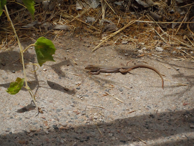 Lizard lounging near the trail.